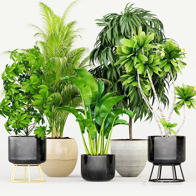 Bonsai Potted Plants With Lush Green Leaves Various Sizes And Black Beige White Pots 3d model 