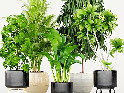 Bonsai Potted Plants With Lush Green Leaves Various Sizes And Black Beige White Pots 3d model