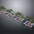 Four Bonsai Trees in Square Pots with Pebbles and Soil on Gray Background