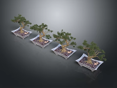 Four Bonsai Trees in Square Pots with Pebbles and Soil on Gray Background 3d model
