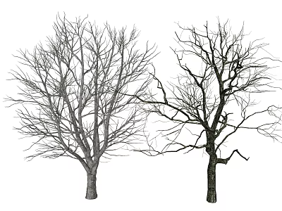 Two Tall Bare Trees With Leafless Branches And Natural Trunk Structure 3d model