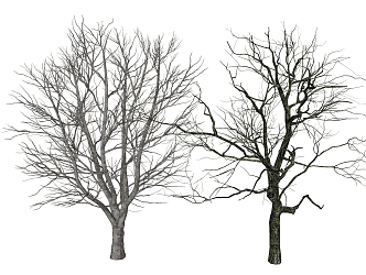 Modern Dead Tree 3d model