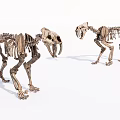 Two Standing Prehistoric Animal Skeleton Dolls Featuring Clear Bone Structure Against White Background 3d model