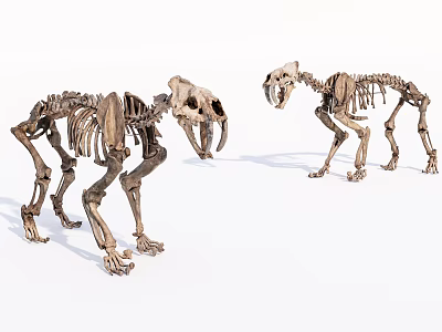 Two Standing Prehistoric Animal Skeleton Dolls Featuring Clear Bone Structure Against White Background 3d model
