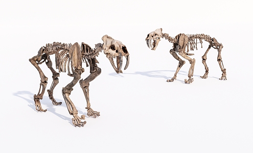 Animal Skeleton Bones 3d model