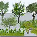 Various Types of Arbor Trees With Green Leaves And Different Shapes For Landscaping