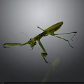 Green Praying Mantis with Extended Forelegs and Long Legs on Dark Background