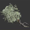 Realistic 3D Decorative Tree With Curved Trunk Textured Roots And Lush Green Foliage