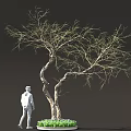 Artistic Bonsai Tree With Twisted Trunk Sparse Branches And Green Plants At Base 3d model