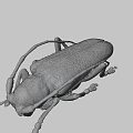 Detailed Yellowish Brown Beetle With Black Spots Long Antennae And Six Legs