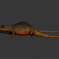 Dark Colored Mouse And Brown Lizard With Green Eyes On White Background