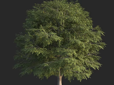 Arbor With Lush Green Foliage And Strong Trunk In Natural Growth Form 3d model
