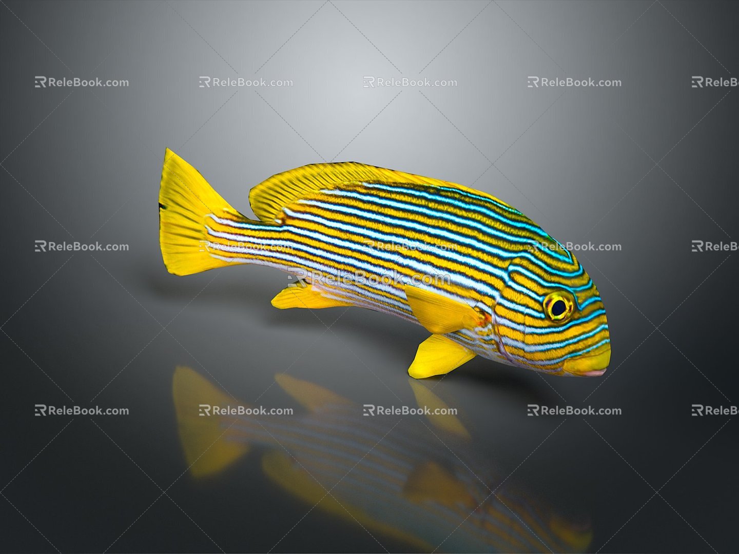 Tropical Fish Colorful Fish Ornamental Fish Aquarium Coral Fish Underwater Fish Color Fish Cartoon Fish Freshwater Fish 3d model