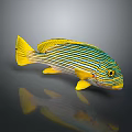 Vibrant Tropical Fish With Yellow And Blue Stripes Yellow Fins And Tail