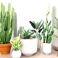 Stylish Indoor Potted Plants Featuring Cacti Succulents in Various Material Pots White Walls Wooden Floors