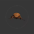 Detailed Brown Beetle With Shiny Exoskeleton And Long Legs On Dark Surface