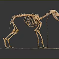 Dog Skeletal Organ Structure Display Standing On Exhibition Platform With Detailed Bones
