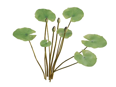 Aquatic Plants Featuring Round Green Leaves And Unopened Buds On Long Stems 3d model