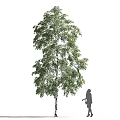 Arbor with green leaves and straight trunk and silhouette of a person on white background