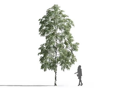 Arbor with green leaves and straight trunk and silhouette of a person on white background 3d model