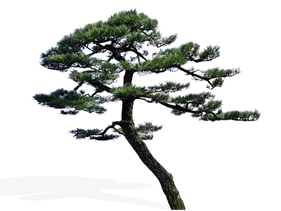 Pine Arbor With Curved Trunk And Lush Green Foliage As Garden Decoration 3d model