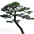 Pine Arbor With Curved Trunk And Lush Green Foliage As Garden Decoration