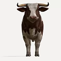 Brown And White Cow With Horns Standing Isolated On White Background