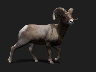 Bighorn Sheep With Large Curved Horns In Standing Position On Dark Background 3d model