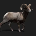 Bighorn Sheep With Large Curved Horns In Standing Position On Dark Background