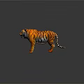Realistic 3D Tiger With Orange Black Stripes Standing Pose And Shiny Fur 3d model