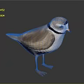 Standing Brown And White Bird With Black Neck Ring And Orange Legs On Gray Background