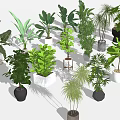 Assorted Bonsai and Potted Plants with Lush Green Leaves for Indoor Decor