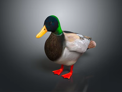 Mallard Duck With Green Head Yellow Beak And Red Feet On Dark Background 3d model