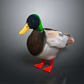 Mallard Duck With Green Head Yellow Beak And Red Feet On Dark Background