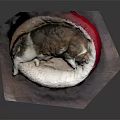Cozy Sleeping Cat Resting In Red Pet Bed On Wooden Surface