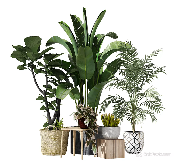 Various Bonsai Potted Plants with Large Leaf Ferns Palm and Woven Ceramic Wooden Planters 3d model 