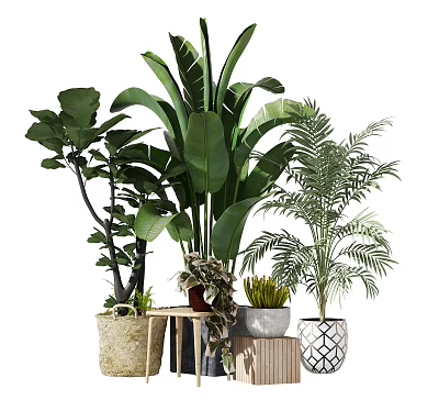 Various Bonsai Potted Plants with Large Leaf Ferns Palm and Woven Ceramic Wooden Planters 3d model