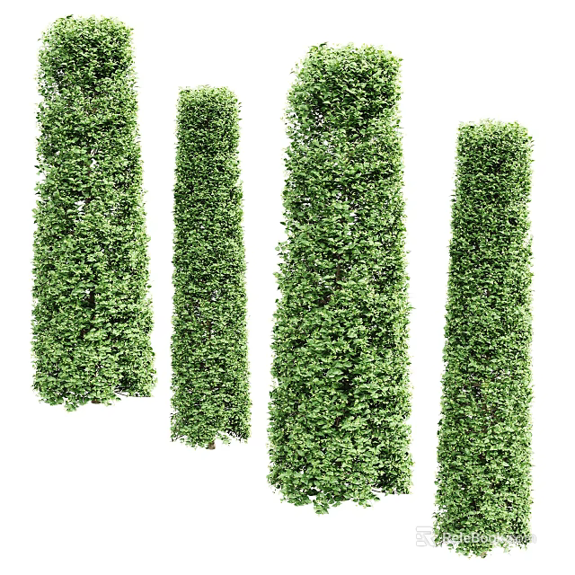 Tall Green Bush Columns With Lush Foliage For Outdoor Garden Landscaping 3d model 