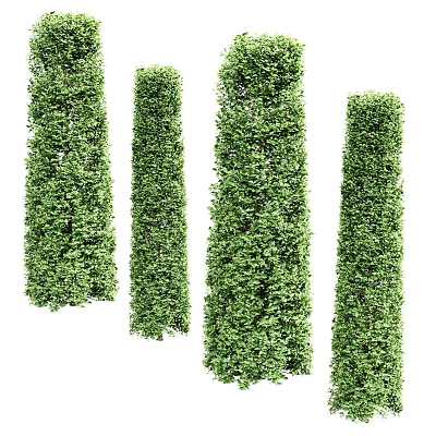 Tall Green Bush Columns With Lush Foliage For Outdoor Garden Landscaping 3d model
