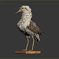 Taxidermy Bird With Spotted Feathers Standing On Wooden Base Displayed Against Dark Background