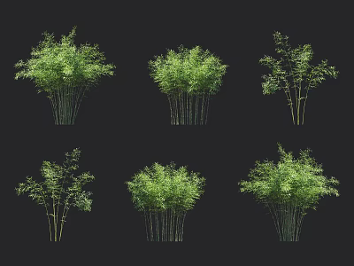 Bamboo Plants Different Variations Display On Black Background 3d model
