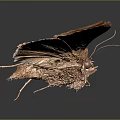 Close Up View Of Brown Moth With Spread Wings And White Spots On Dark Background