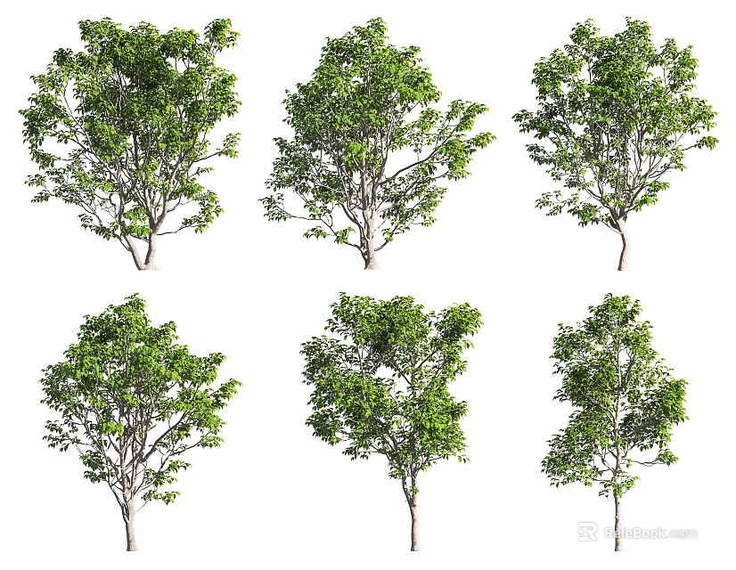 Arbor Trees In Various Forms With Green Leaves Isolated On White Background 3d model 