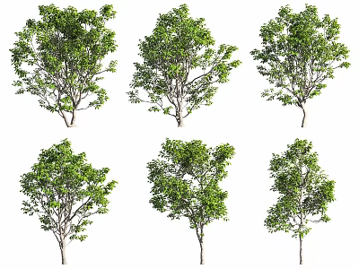 Arbor Trees In Various Forms With Green Leaves Isolated On White Background 3d model