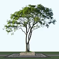 Lush Green Arbor With Multiple Trunks And Dense Foliage Against Clear Sky