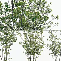 Lush Green Garden Plants With Various Heights Bushes And Dense Foliage