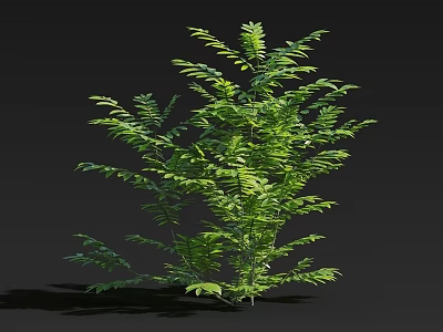 Vibrant Green Leafy Plant with Lush Foliage Growing against Black Background 3d model