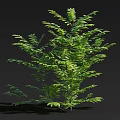 Vibrant Green Leafy Plant with Lush Foliage Growing against Black Background