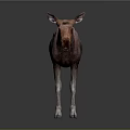 Brown Moose With White Legs Standing On Dark Background With Reflection