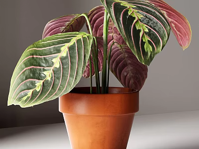 Bonsai Potted Plant With Green Red Yellow Striped Leaves In Brown Terracotta Pot 3d model